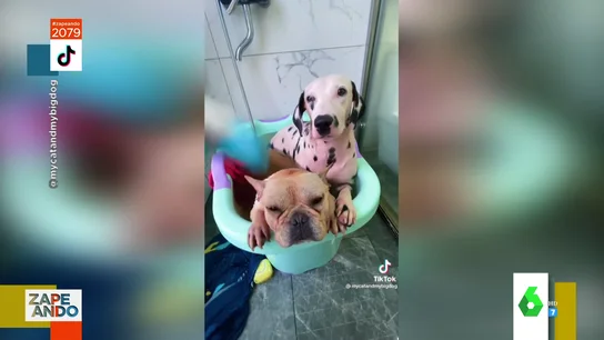 dalmata dalmata