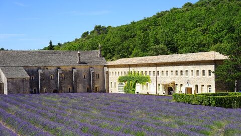 Campo de lavanda. Gordes