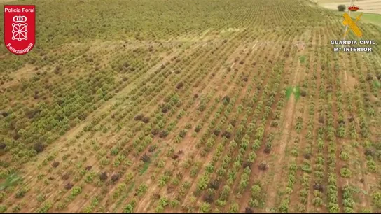 Desmantelado en Navarra el mayor cultivo de marihuana de Europa Desmantelado en Navarra el mayor cultivo de marihuana de Europa