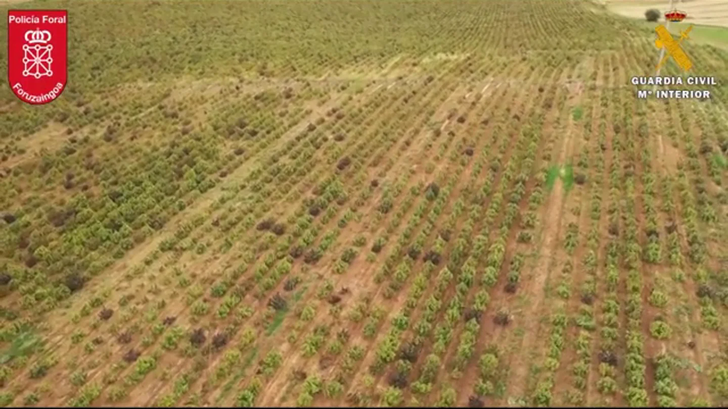 Desmantelado en Navarra el mayor cultivo de marihuana de Europa Desmantelado en Navarra el mayor cultivo de marihuana de Europa