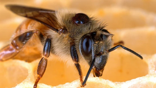 Por qué la miel no es vegana Por qué la miel no es vegana
