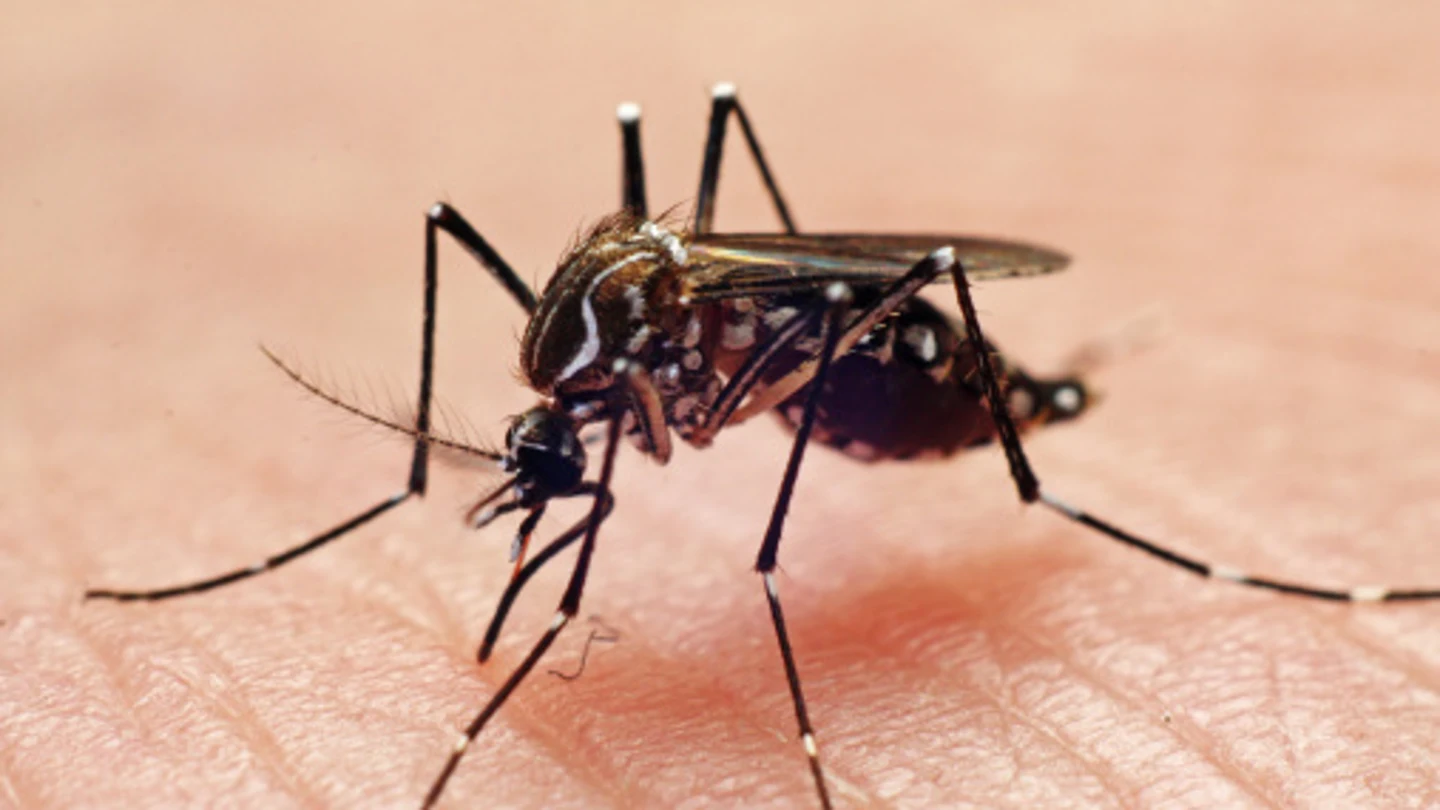 Sanidad tras el mosquito Aedes aegypti: pide notificar las sospechas de picaduras en La Palma Sanidad tras el mosquito Aedes aegypti: pide notificar las sospechas de picaduras en La Palma