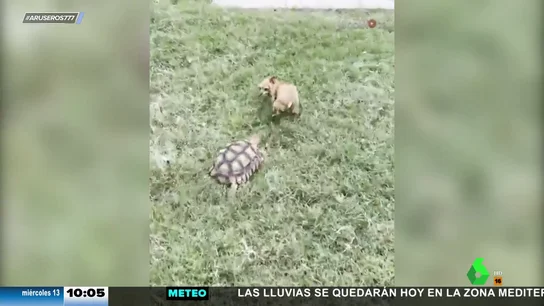 Perro perseguido tortuga Perro perseguido tortuga