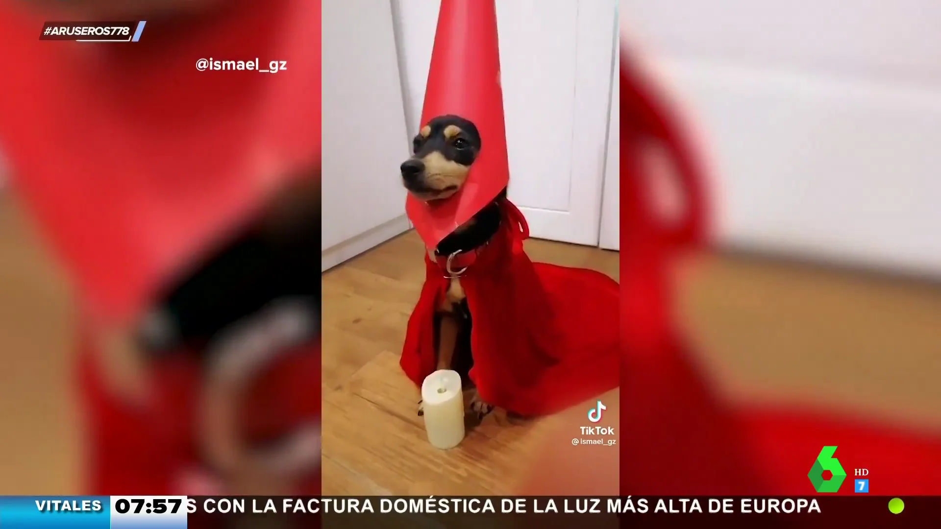 perro nazareno