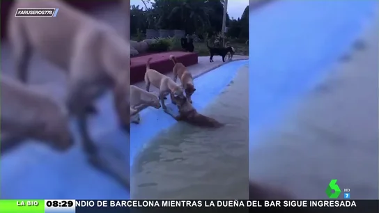 Perros se ayudan Perros se ayudan