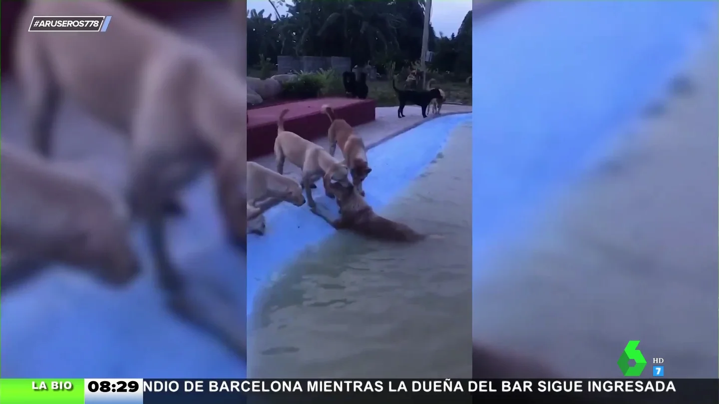 Perros se ayudan Perros se ayudan