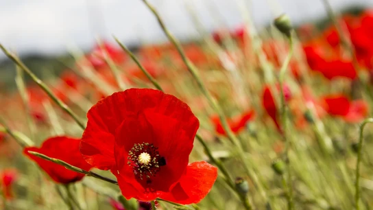 Astenia primaveral: consejos (y alimentos) para superar el cansancio, la apatía y los síntomas que puede provocar Astenia primaveral: consejos (y alimentos) para superar el cansancio, la apatía y los síntomas que puede provocar