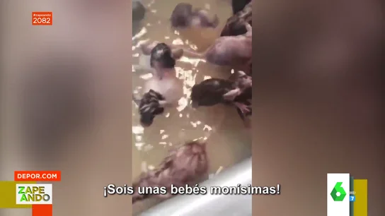 ratas ratas
