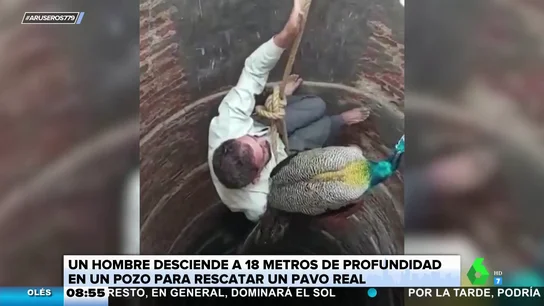 Rescate pavo real Rescate pavo real