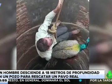 Rescate pavo real