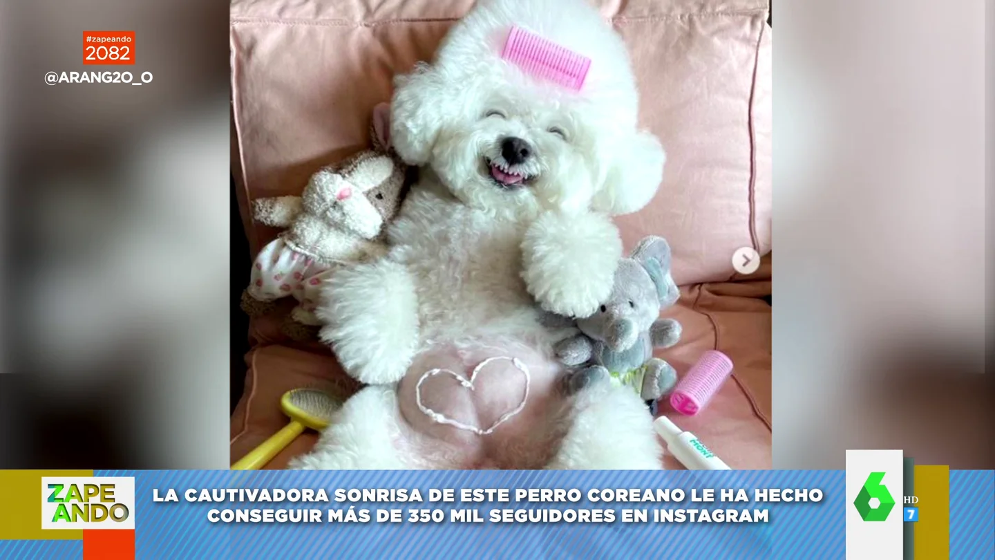 perro perro