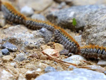 Oruga procesionaria Oruga procesionaria