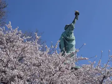 Los cerezos florecen en Nueva York con la Estatua de la Libertad de fondo