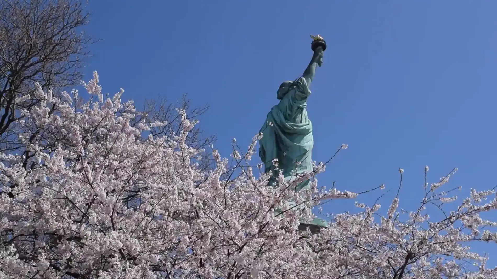 Los cerezos florecen en Nueva York con la Estatua de la Libertad de fondo