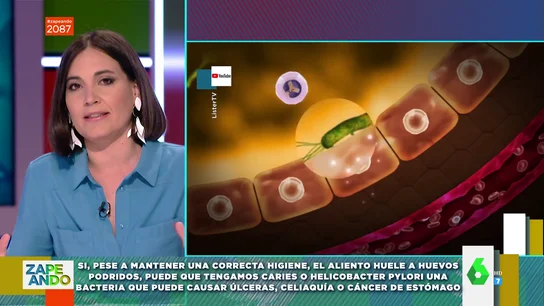 ¿Por qué hay gente a la que el aliento le huele a huevos podridos? Así es la bacteria que puede causar úlceras o celiaquía ¿Por qué hay gente a la que el aliento le huele a huevos podridos? Así es la bacteria que puede causar úlceras o celiaquía