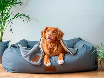 App de adiestramiento canino App de adiestramiento canino