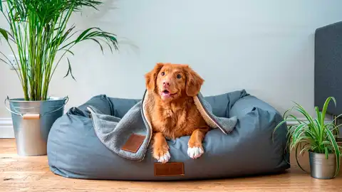 App de adiestramiento canino App de adiestramiento canino