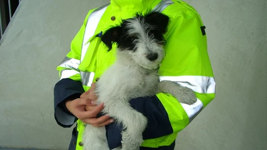 Descubren un cementerio ilegal de perros en Madrid y otros 10 animales en condiciones insalubres Maltrato animal