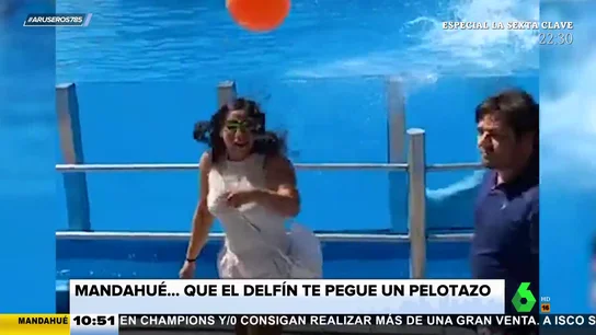 delfin espectaculo delfin espectaculo