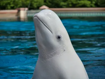 Beluga Beluga