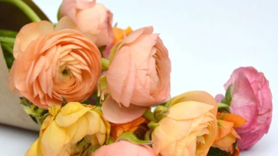 Las rosas siempre son un acierto en el Día de la Madre Las rosas siempre son un acierto en el Día de la Madre