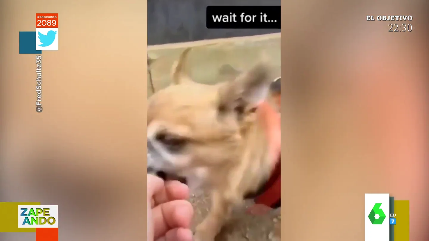Perro Perro