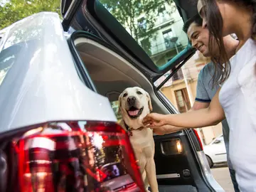 Perro en el interior de un coche Perro en el interior de un coche
