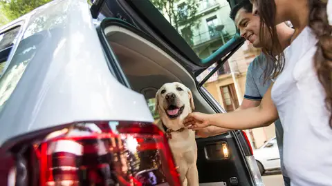 Perro en el interior de un coche Perro en el interior de un coche