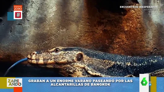 "Da bastante miedito": la reacción de Cristina Pedroche al sorprendente hallazgo de un fotógrafo en el interior de una alcantarilla "Da bastante miedito": la reacción de Cristina Pedroche al sorprendente hallazgo de un fotógrafo en el interior de una alcantarilla