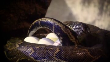 VÍDEO | El parto de una serpiente pitón de Seba: las impactantes imágenes de su peculiar puesta de huevos