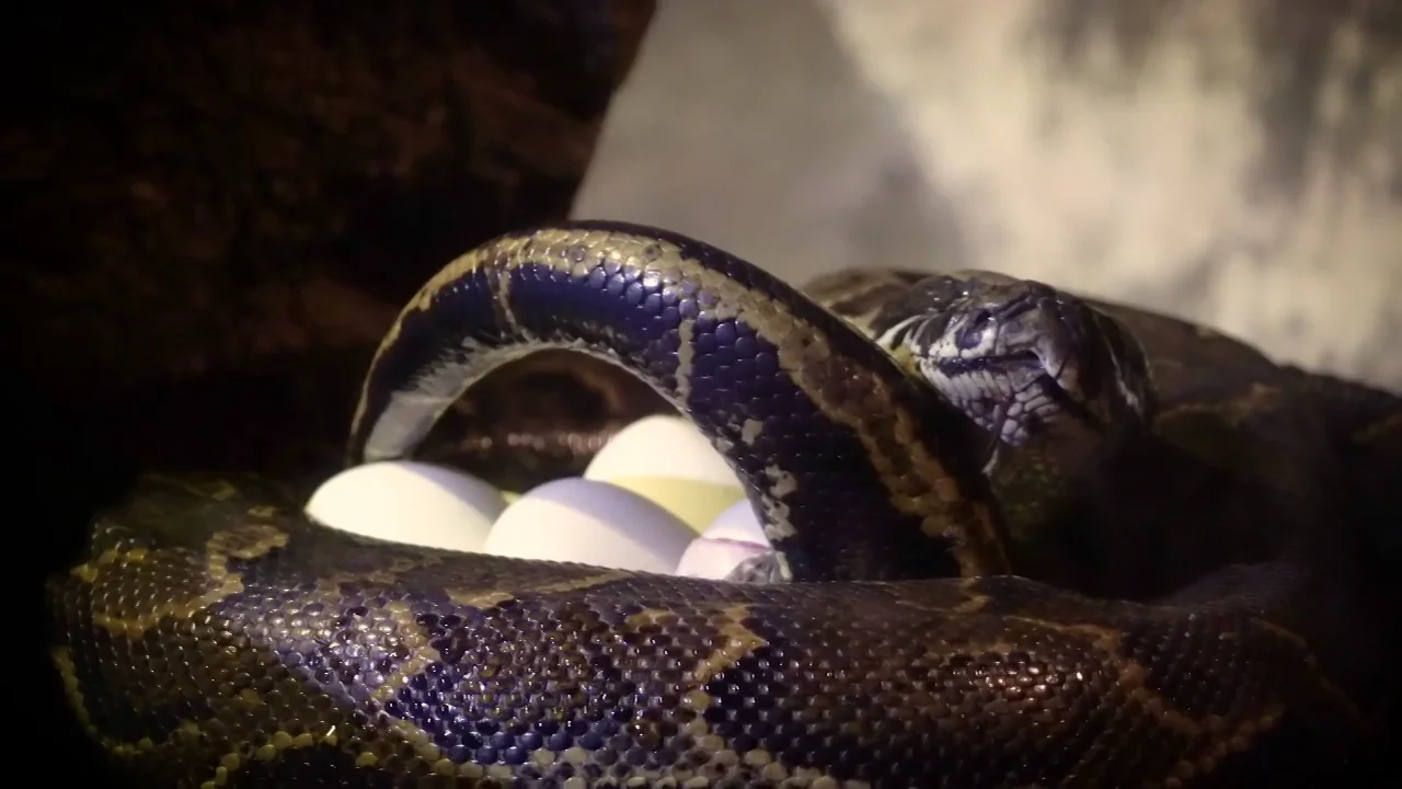 VÍDEO | El parto de una serpiente pitón de Seba: las impactantes imágenes de su peculiar puesta de huevos