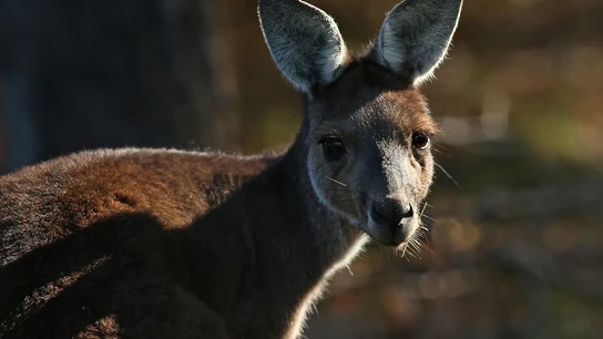 Un canguro mata a un hombre en Australia. Un canguro