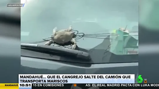 cangrejo escapa cangrejo escapa