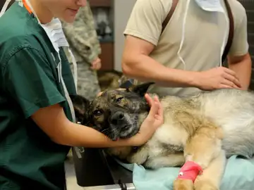 Un perro en el veterinario