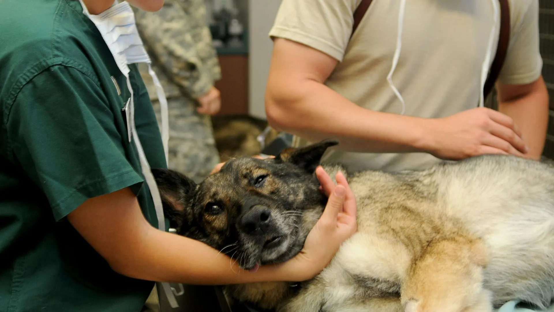 Un perro en el veterinario