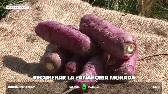 ZanahoriaMorada ZanahoriaMorada