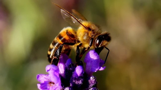 Una abeja durante la polinización. Una abeja durante la polinización.