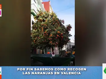¿Cómo recogen las naranjas de los árboles, en Valencia? María Gómez resuelve el misterio 