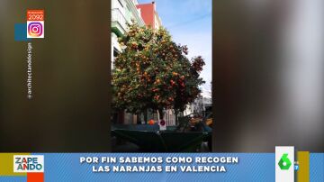 ¿Cómo recogen las naranjas de los árboles, en Valencia? María Gómez resuelve el misterio 