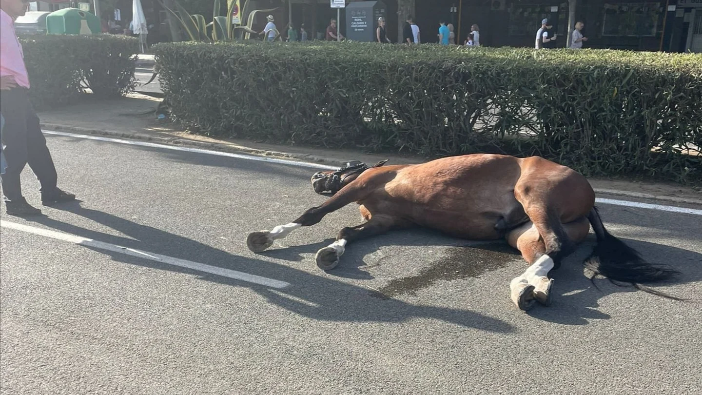PACMA denuncia la muerte de un caballo y el desfallecimiento de varios más en la Feria de Sevilla PACMA denuncia la muerte de un caballo y el desfallecimiento de varios más en la Feria de Sevilla