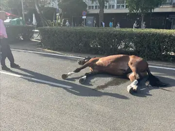 PACMA denuncia la muerte de un caballo y el desfallecimiento de varios más en la Feria de Sevilla 