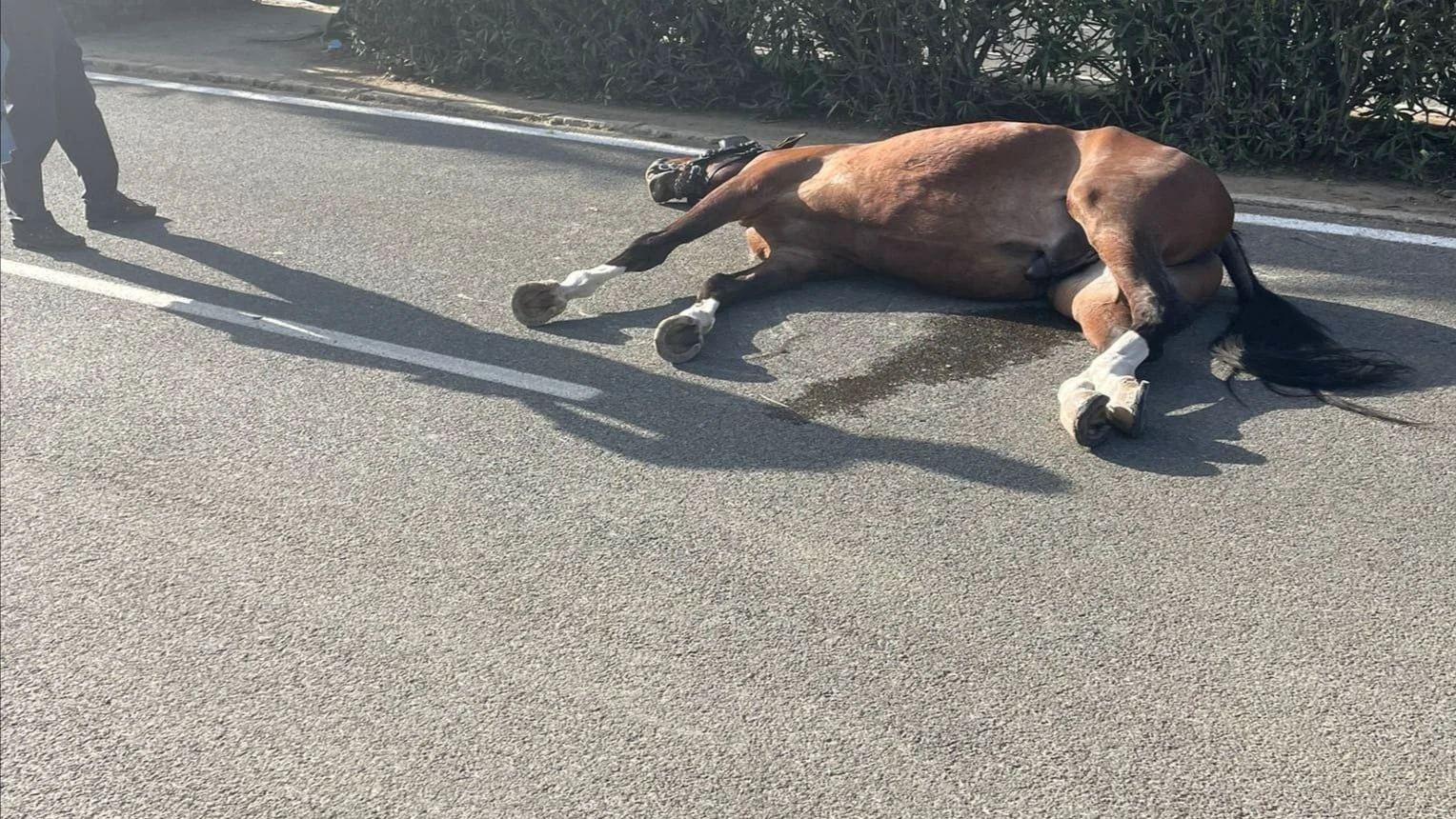 PACMA denuncia la muerte de un caballo y el desfallecimiento de varios más en la Feria de Sevilla 