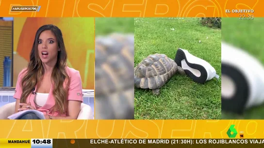 tortuga racista tortuga racista