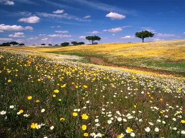 Camino ascendente, camino central y camino de la Raya, tres rutas del Camino de Santiago desde Portugal Camino ascendente, camino central y camino de la Raya, tres rutas del Camino de Santiago desde Portugal