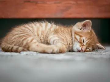 Gato durmiendo. Gato durmiendo.