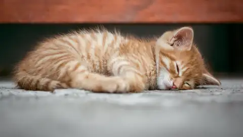Gato durmiendo. Gato durmiendo.
