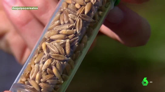 El cereal nacido en el CSIC que podría sustituir al trigo: "Es más sostenible, más saludable y más sabroso" El cereal nacido en el CSIC que podría sustituir al trigo: "Es más sostenible, más saludable y más sabroso"