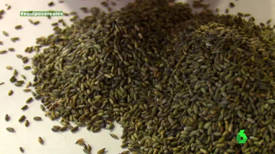 El cereal del mar, la gran revolución alimentaria: el descubrimiento que podría acabar con los problemas de abastecimiento en España El cereal del mar, la gran revolución alimentaria: el descubrimiento que podría acabar con los problemas de abastecimiento en España