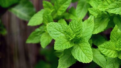 Qu&eacute; plantas arom&aacute;ticas son mejores para el balc&oacute;n