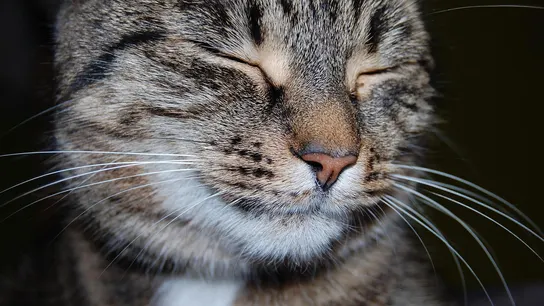 ¿Cuántos años viven los gatos? ¿Cuántos años viven los gatos?